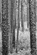 20th Sep 2014 - Pines In B/W