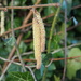 Catkins by philhendry