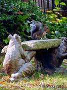 19th Oct 2010 - A Squirrel on a Squirrel Bench