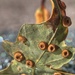 Silk button spangle galls. by gamelee