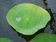 16th Sep 2014 - Water Lily…