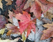 22nd Sep 2014 - Signs of Autumn
