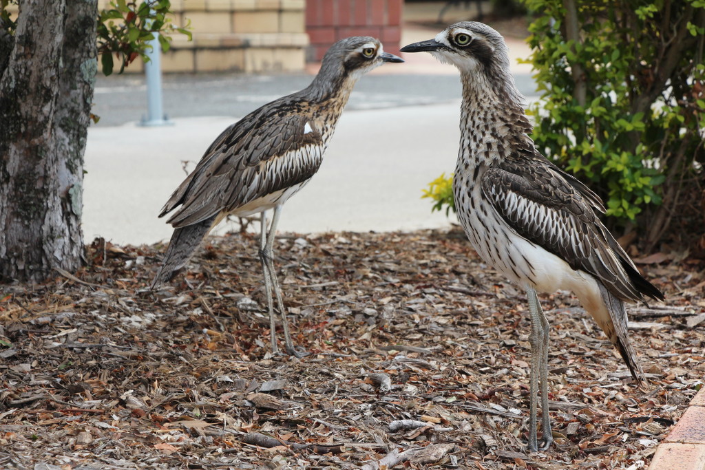 Stone Curlews by terryliv