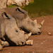 World Rhino Day by leonbuys83
