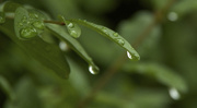 31st Aug 2014 - Drop of Water