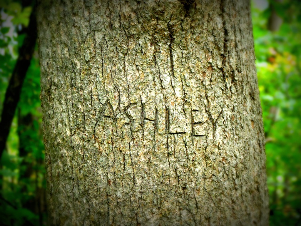Why, Ashley?  Why? by juliedduncan