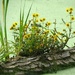 Swamp Beauties by juliedduncan