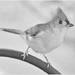 Tufted Titmouse by mhei
