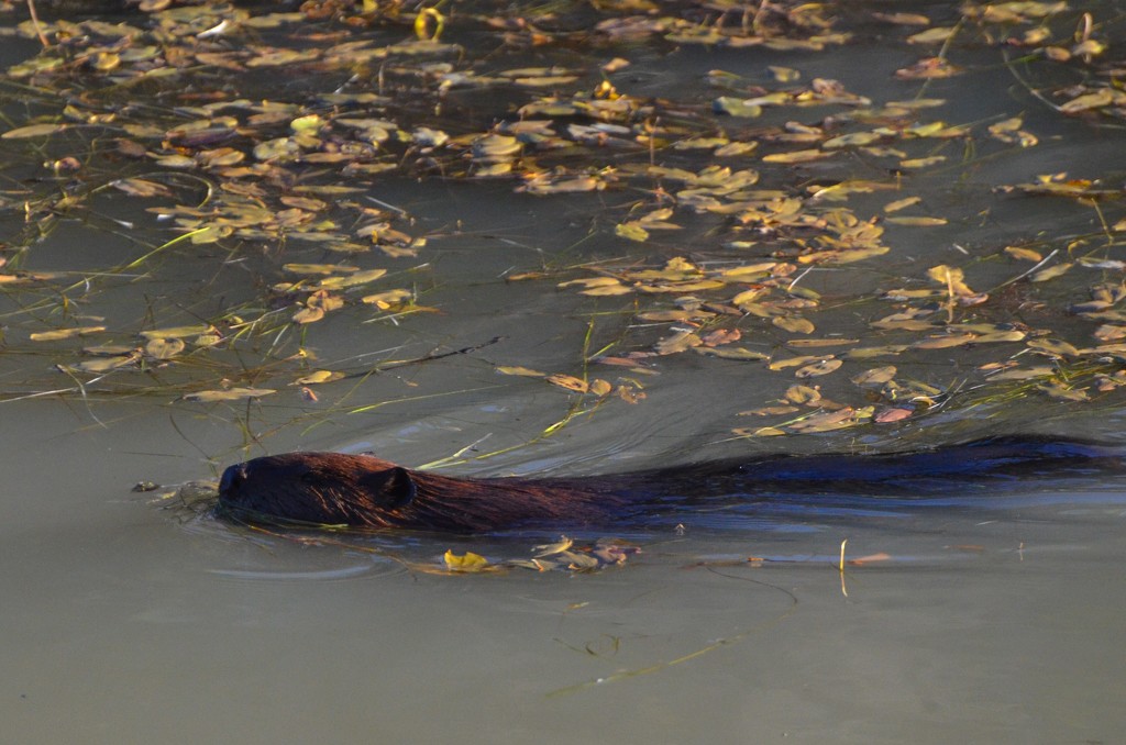 Day 84 - Late Afternoon Swim by ravenshoe