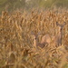 Three Deer in a Cornfield by kareenking