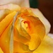Yellow Rose by leestevo