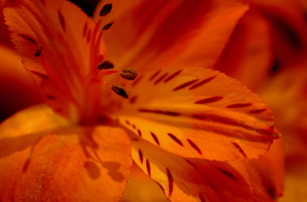 Day 265:  Details on a Lily by sheilalorson