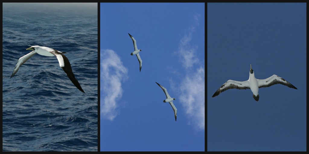 Albatross by cruiser