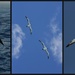Albatross by cruiser
