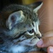 Kitty by lynne5477