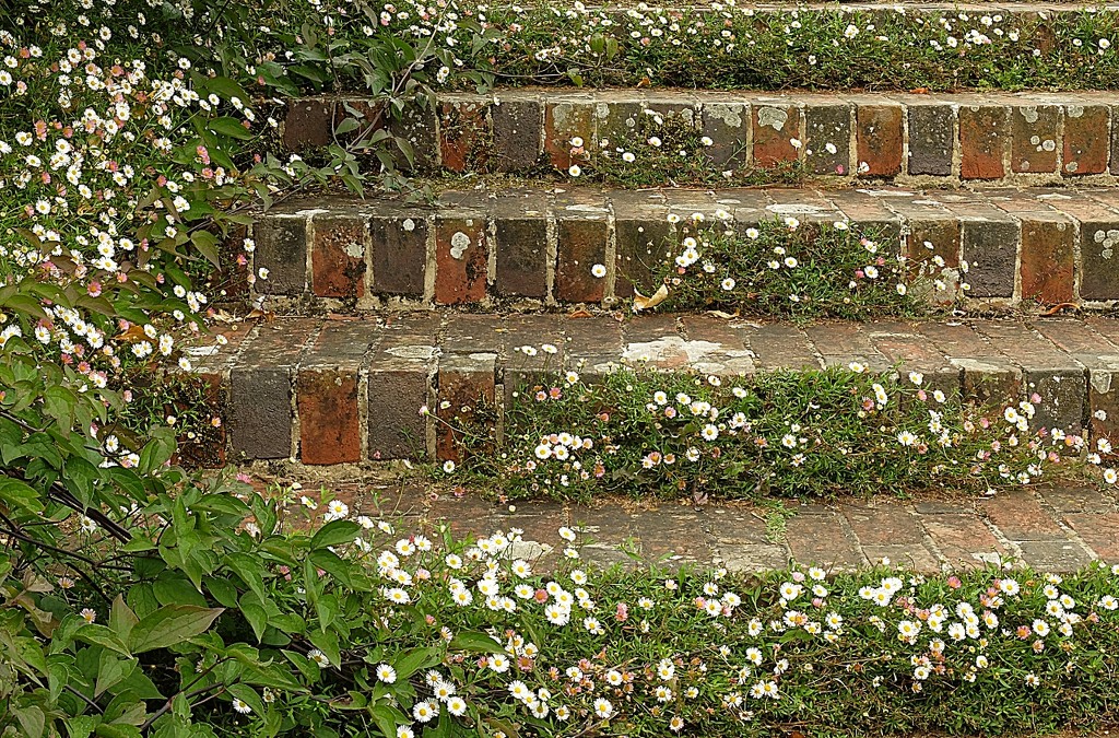 'daisy steps.......... by quietpurplehaze