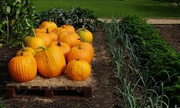 23rd Sep 2014 - pumpkins, onions and parsley......