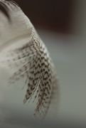 14th Sep 2014 - feather 1
