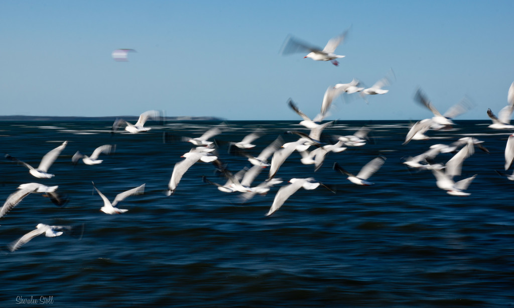 Seagull panning by bella_ss