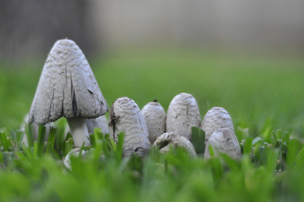 Fungus -  Mushroom by jin1x