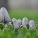 Fungus -  Mushroom by jin1x