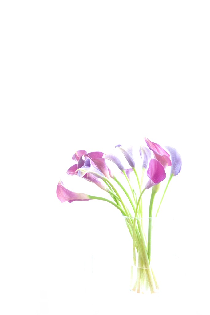 Arum lily by cocobella