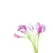 Arum lily by cocobella