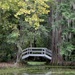 Hints of Autumn at Magnolia Gardens, Charleston, SC by congaree