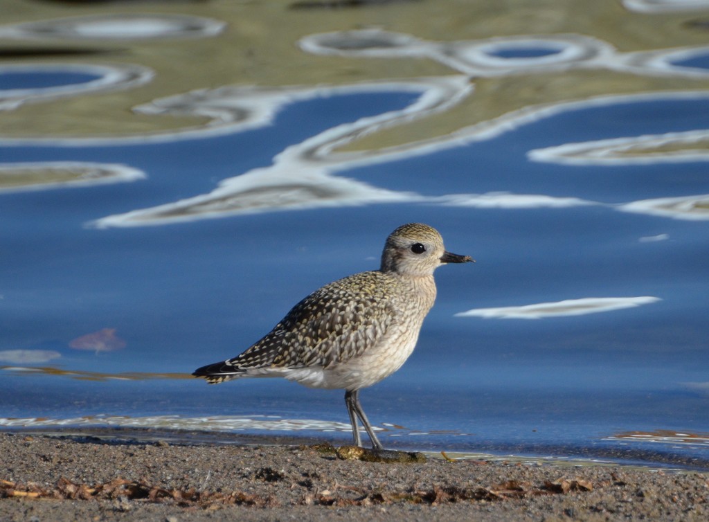 Day 85 - Quiet Moments by ravenshoe