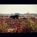 Plough the fields and scatter... by judithg