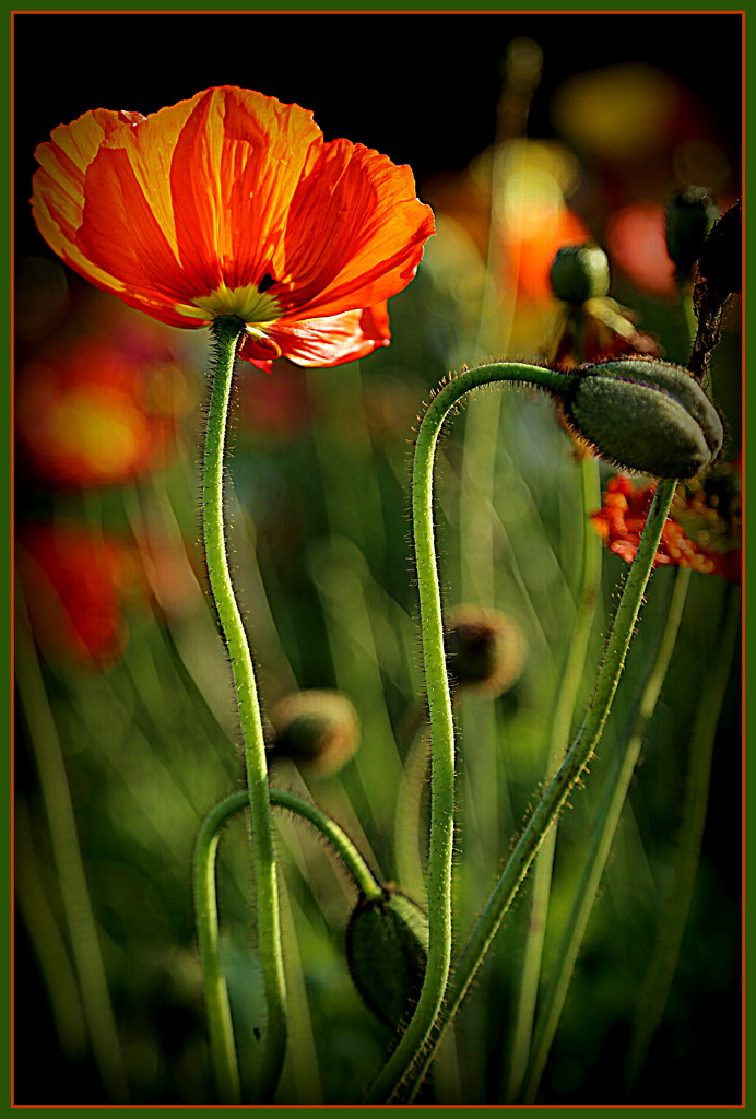 Sundrenched poppy by dide