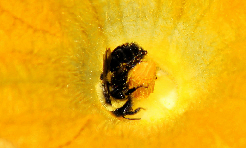 Pollen love by cjwhite