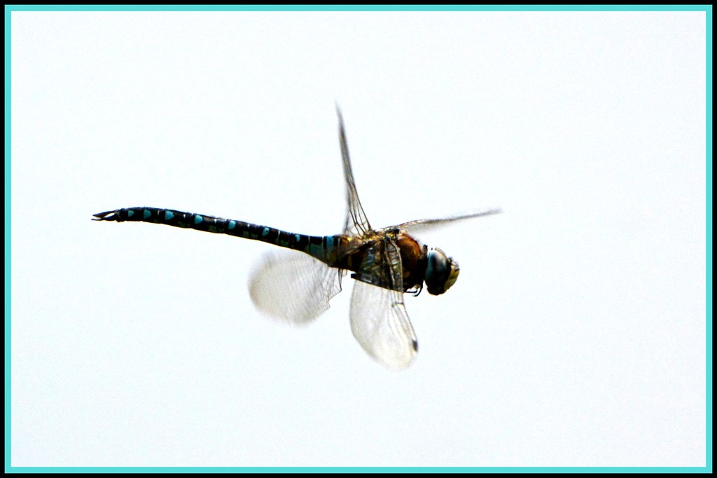 The flight of the dragonfly by rosiekind