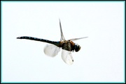 23rd Sep 2014 - The flight of the dragonfly