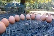 23rd Sep 2014 - Farm fresh eggs