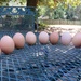 Farm fresh eggs by margonaut