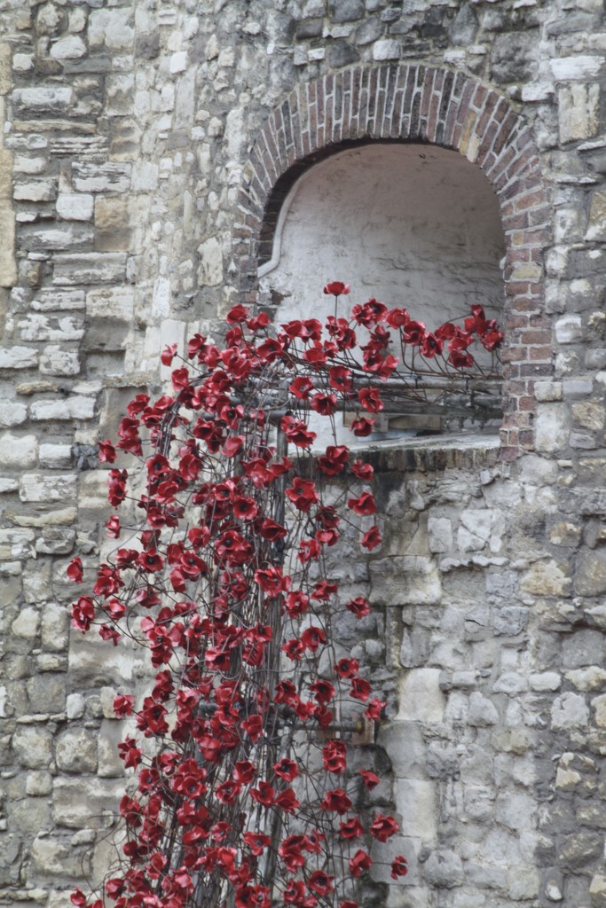 Tower of London Poppies...... by anne2013