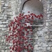 Tower of London Poppies...... by anne2013