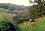 22nd Sep 2014 - A walk in the Hereford countryside..... 