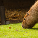 Capybara by leonbuys83