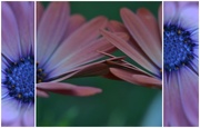 23rd Sep 2014 - Daisy tryptych 1# 