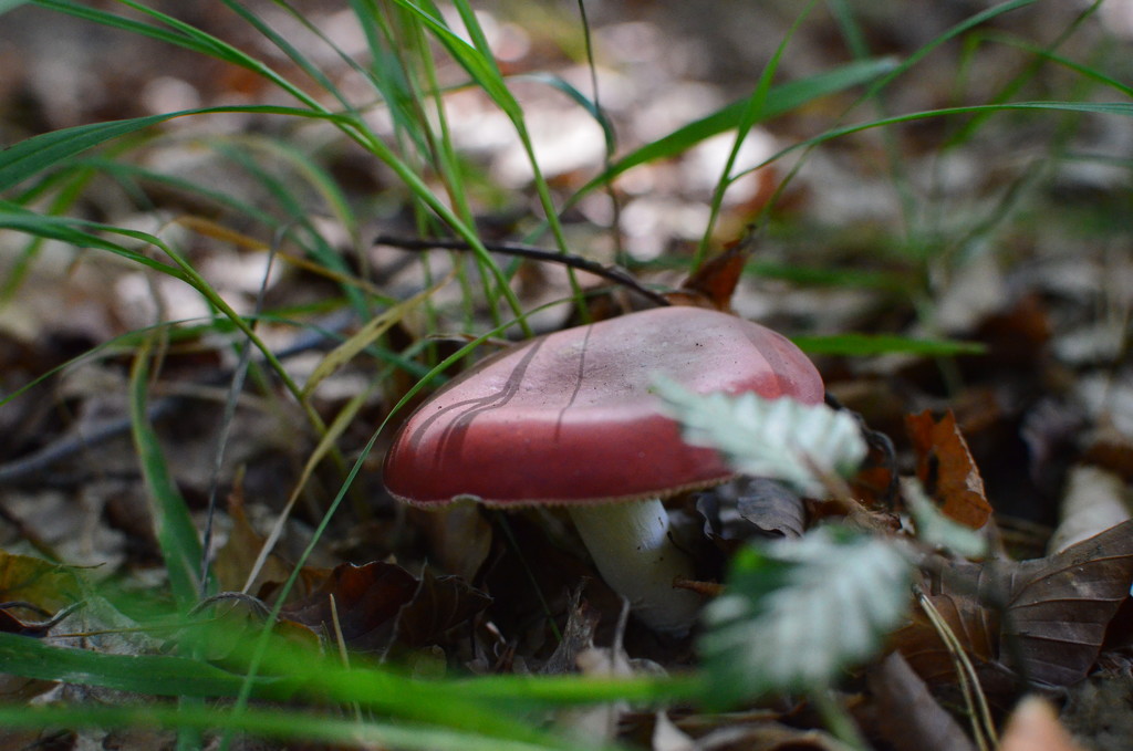 NF-SOOC-September - Day 23:  Another Pink Toadstool! by vignouse
