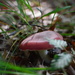 NF-SOOC-September - Day 23:  Another Pink Toadstool! by vignouse
