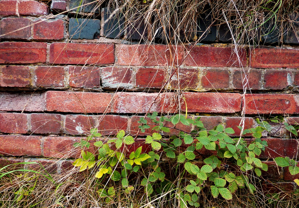 Wall Conversation by phil_howcroft