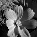 September 22: BW Cosmos by daisymiller