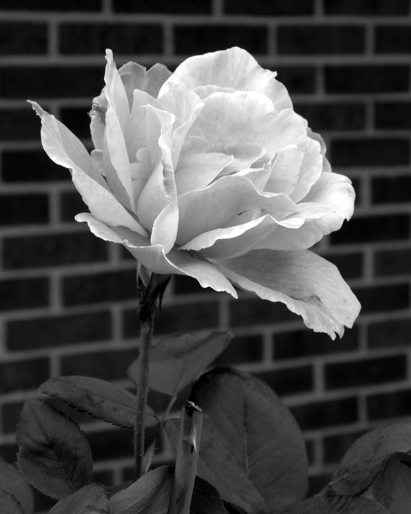 September 23: Bw Rose by daisymiller