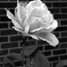 September 23: Bw Rose by daisymiller