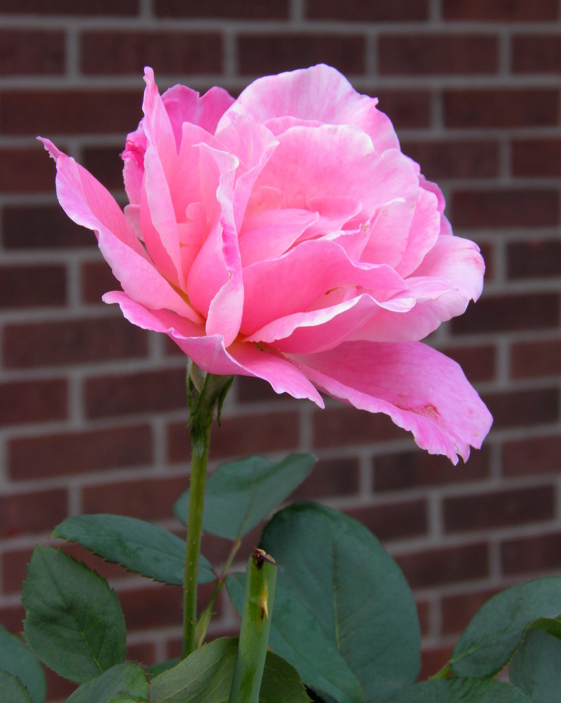 September 23: Rose in color by daisymiller