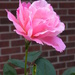 September 23: Rose in color by daisymiller