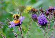 23rd Sep 2014 - Busy Bee